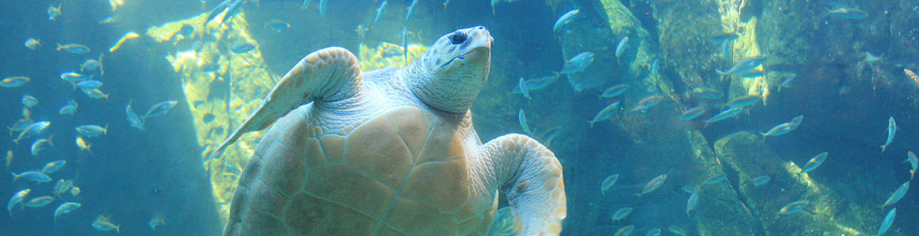 Visit the Two Oceans Aquarium in Cape Town