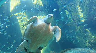 Have fun in the Two Oceans Aquarium in Cape Town