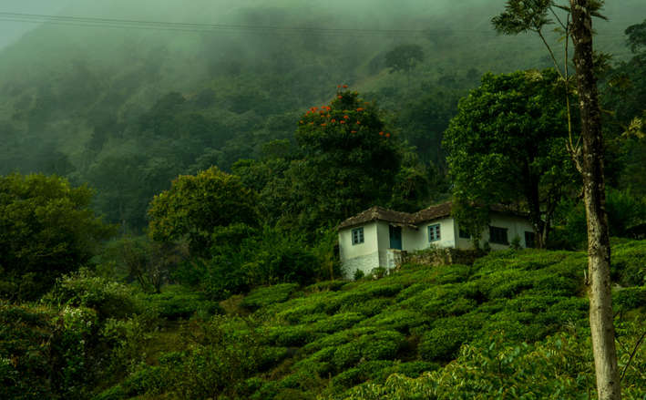 wayanad tour package from kozhikode