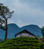 Wayanad Family Package From Calicut