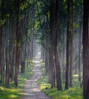 Wayanad Tour Package From Mysore