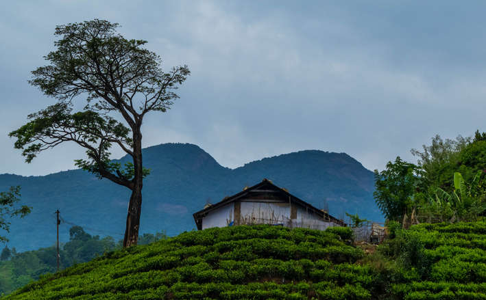 Wayanad Tour Package For 3 Days From Bangalore
