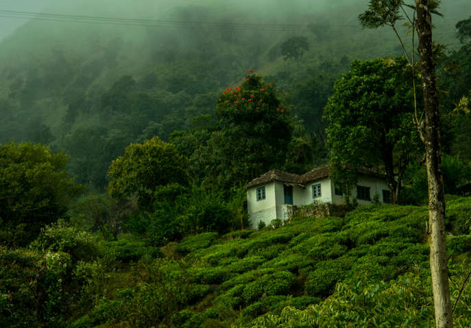 Wayanad Tour Package For 3 Days From Bangalore