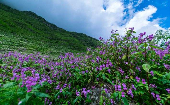 Valley Of Flowers Tour Package For 5 Nights 6 Days