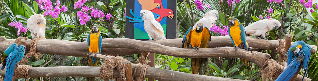 Enjoy the beauty of Jurong bird park