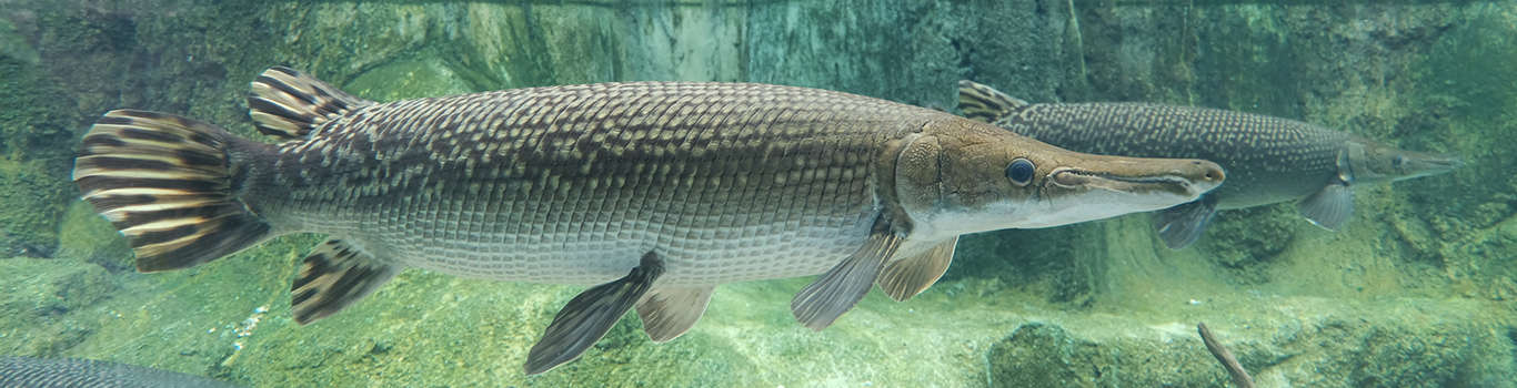Visit the amazing River Safari in Singapore