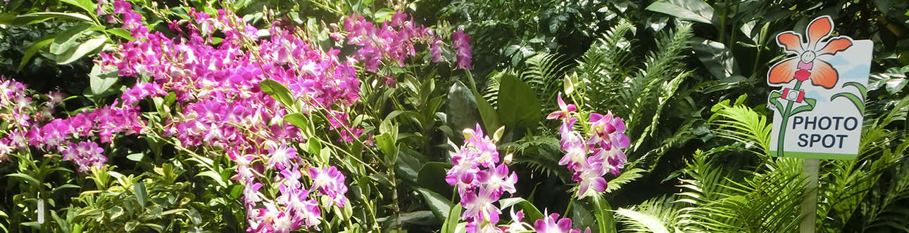 Visit the National Orchid Garden
