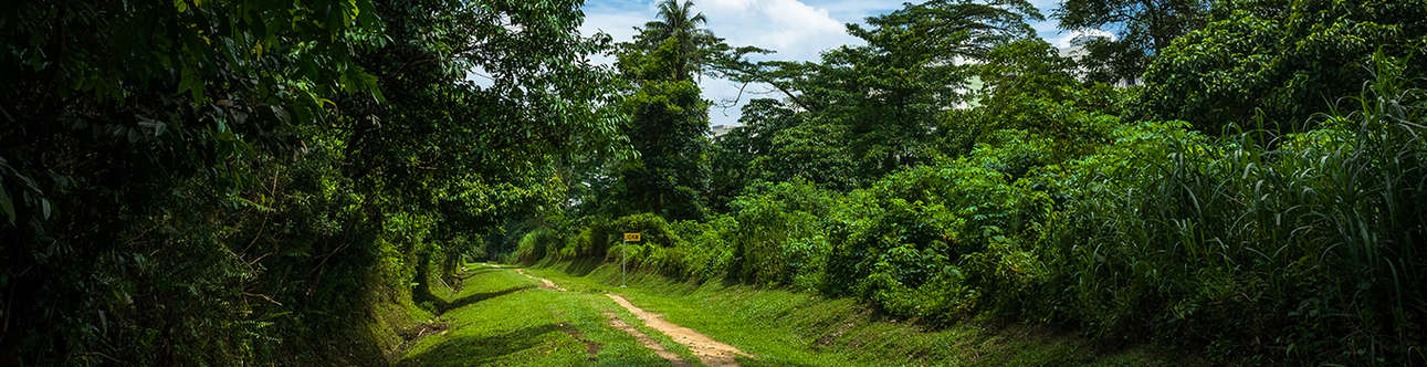 Hiking Trails at Bukit Timah Nature Reserve