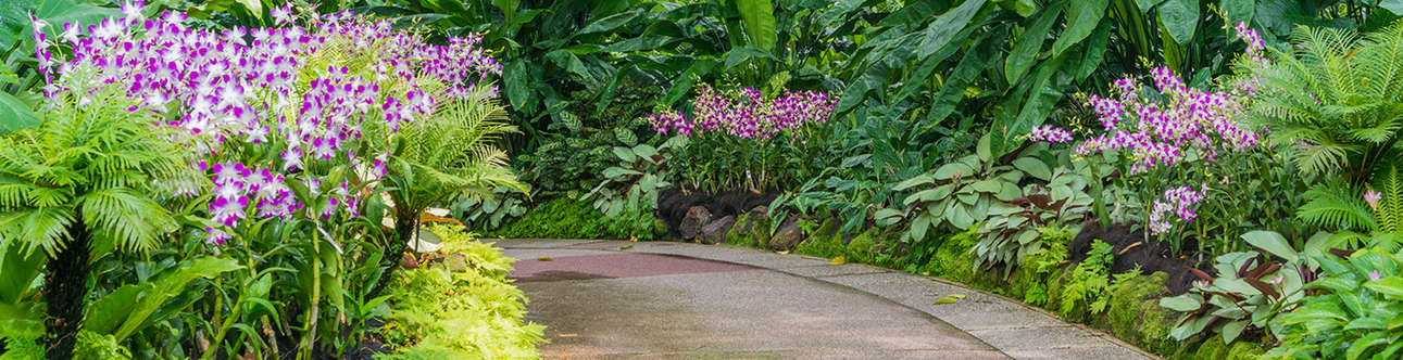 Treat yourself to the beauty of nature in National Orchid Garden 