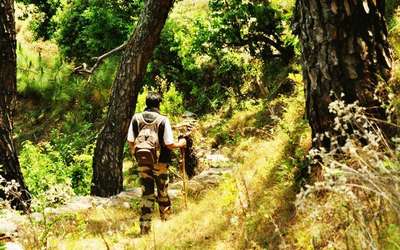Trek in the jungle trails and spot the myriad wildlife of Binsar