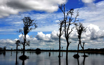 Dibru Saikhuwa National Park