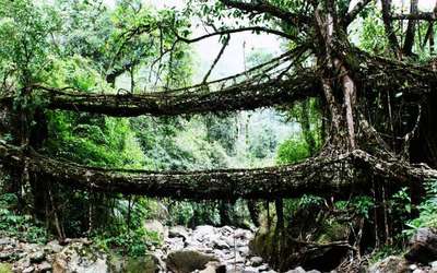 Root bridges in Cherrapunji