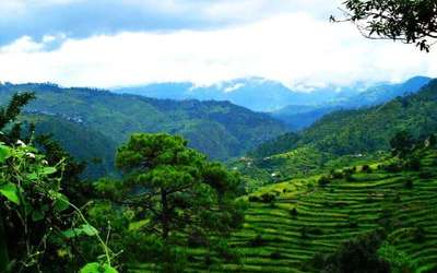 Terrace farming in Ranikhet