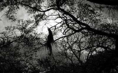 The tree on which the corpse have been seen hanging upside down in the most haunted neighborhood of Delhi