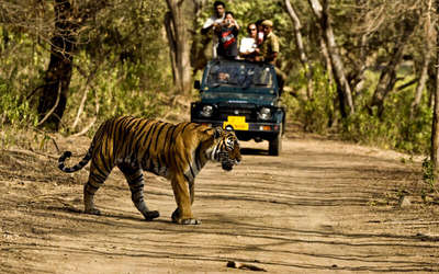 Bring on the adventure at Jim Corbett