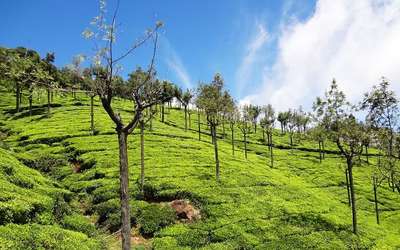 Ooty