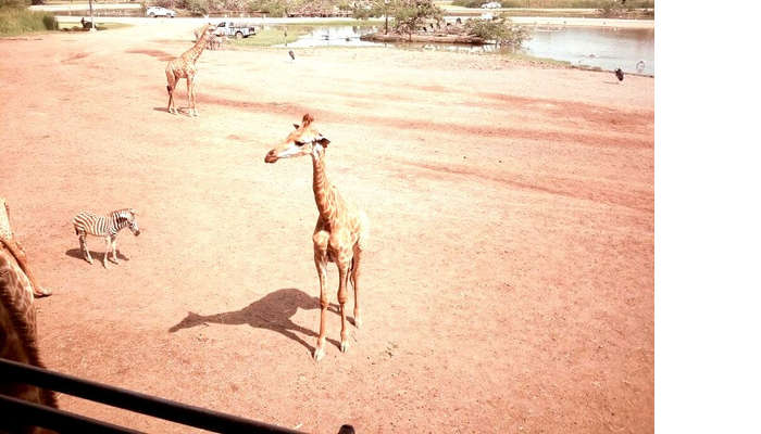 Observer les girafes dans Safari World