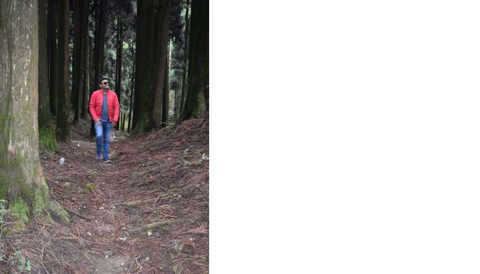 Woods of Darjeeling