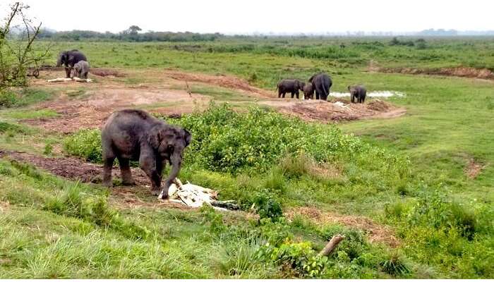 elephants roaming in the wild