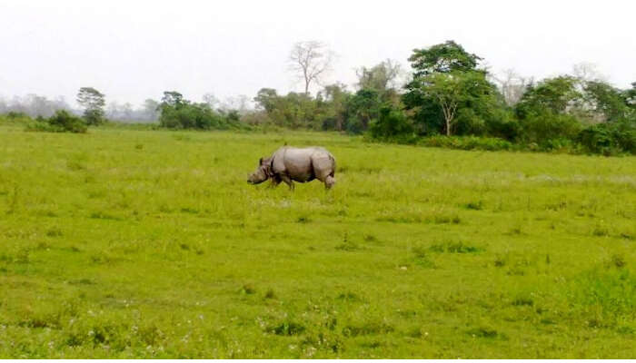 kaziranga national park