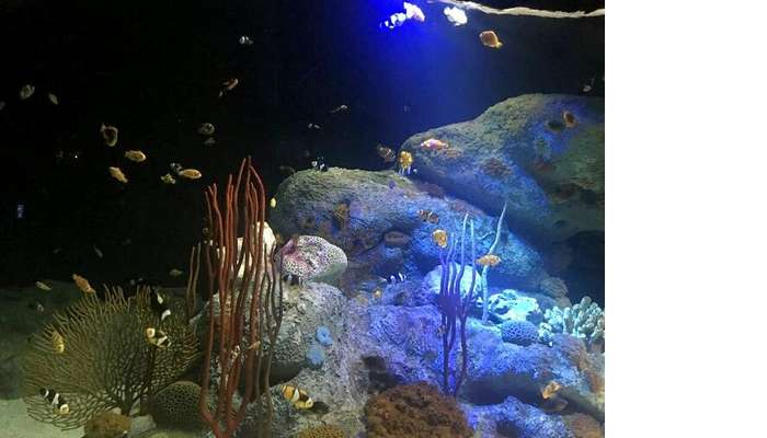 aquarium in underwater world