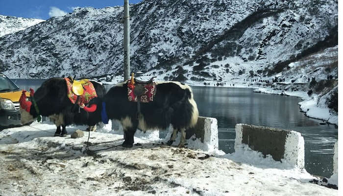 yak at the Chango Lake