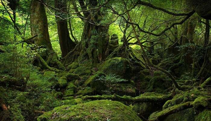 The greens of the Aokigahara suicide forest in Japan