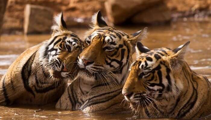 Tigers play in a pool at the Ranthambhore National Park