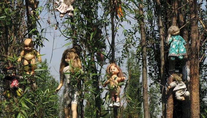 Dolls hanging from trees at the haunted Island of Dolls