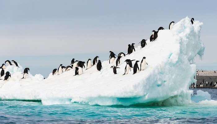 Adelie penguins colony on the iceberg in Antarctica