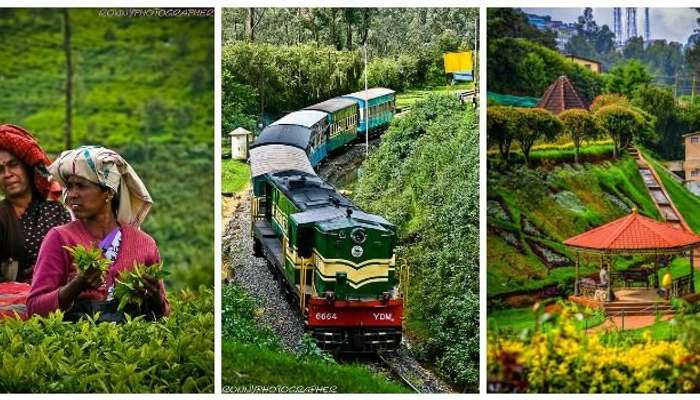 Explore the tea plantation, trains, rose garden in Ooty