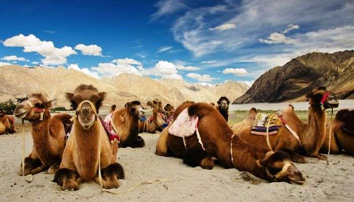 Bactrian Camels at Hunder in Ladakh