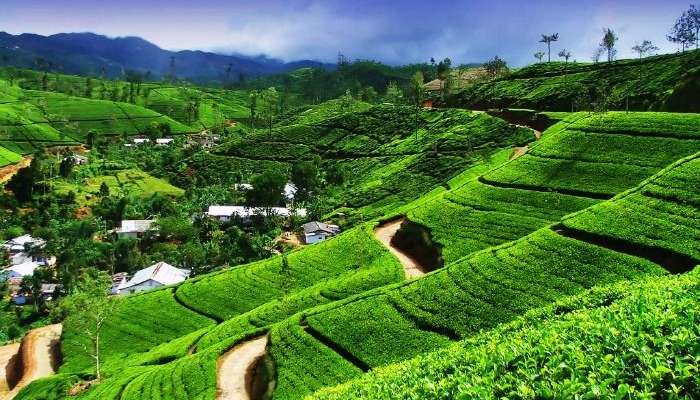 Ceylon tea plantation in Kandy, Sri Lanka