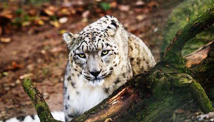 Snow Leopard seen in the Hemis National Park in Ladakh