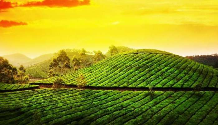 Munnar is one of the best honeymoon locations in Kerala.