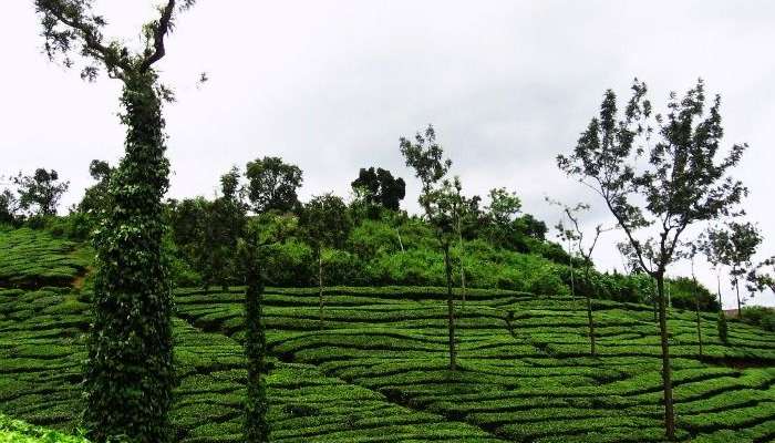 Honeymoon Destinations in Kerala is incomplete without Wayanad.