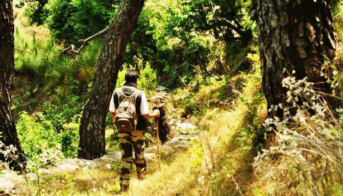 Trek in the jungle trails and spot the myriad wildlife of Binsar