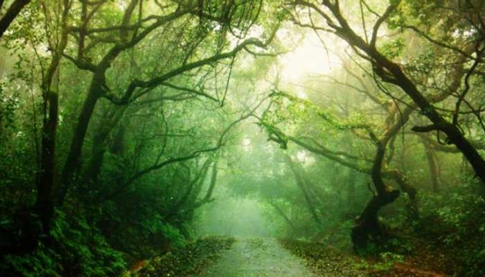 Coorg is amongst the best hill stations in India
