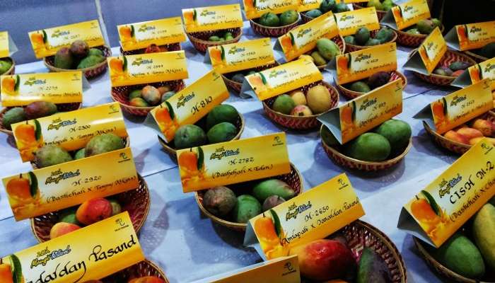 Taste the variety of the king of all tropical fruits - Mangoes