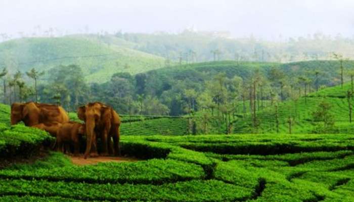Meghamalai is one of the best hill stations in India in summer