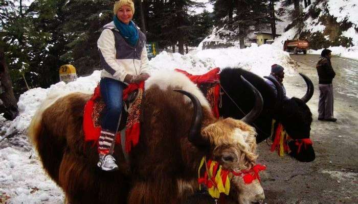 Ride a yak in Manali Wildlife Sanctuary