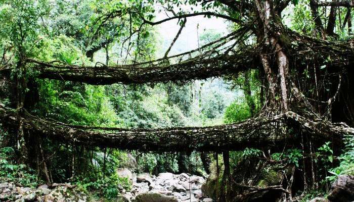 Root bridges in Cherrapunji