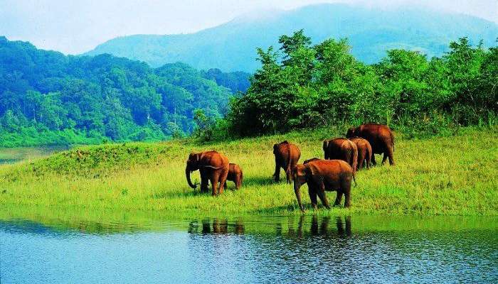 Thekkady offers lovely roads in the countryside, thick jungles and rich plantations.