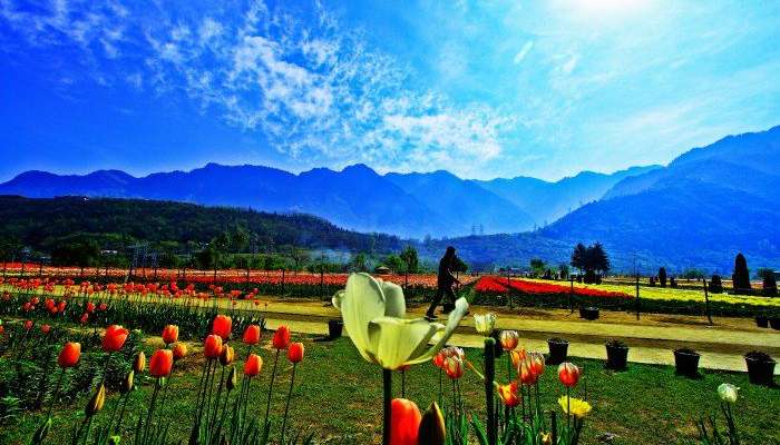 Tulip Gardens in Srinagar