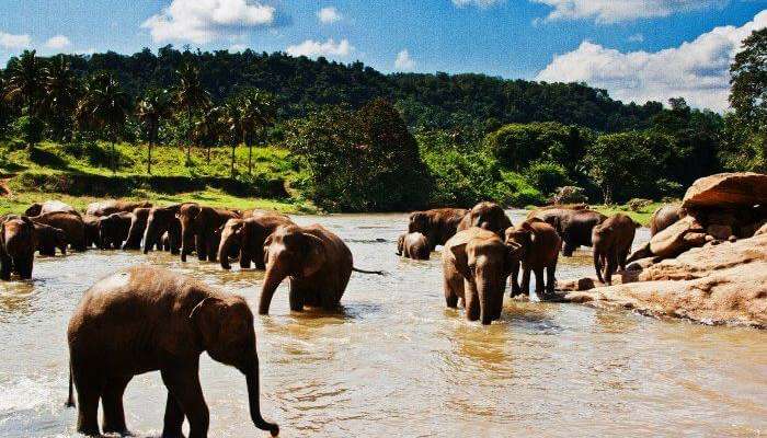 PinnawalaElephant Orphanage in Sri Lanka