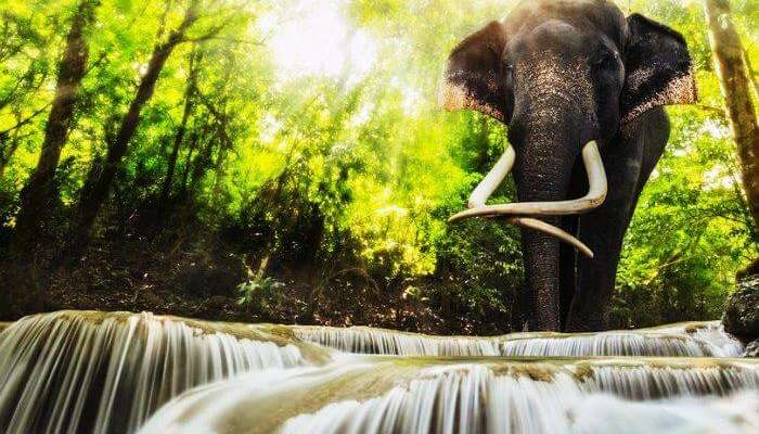 An elephant by the Erawan National park