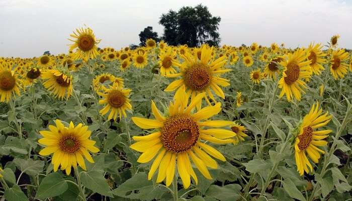 Lopburi sunflower fields