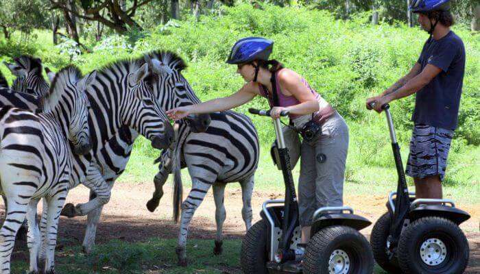 A young couple playing with the zebras during their wildlife safari at Casela World of Adventures