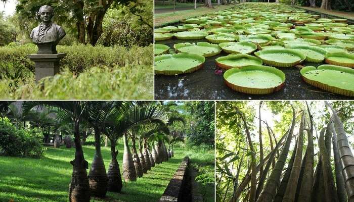 A collage of the various things to see at the Sir Seewoosagur Ramgoolam Botanical Garden