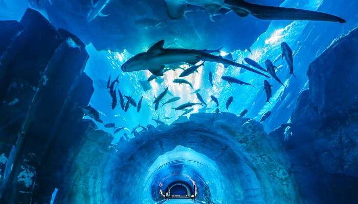 The alleys of underground Dubai Aquarium